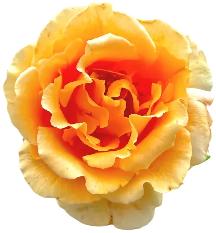 れおくんちのお花01