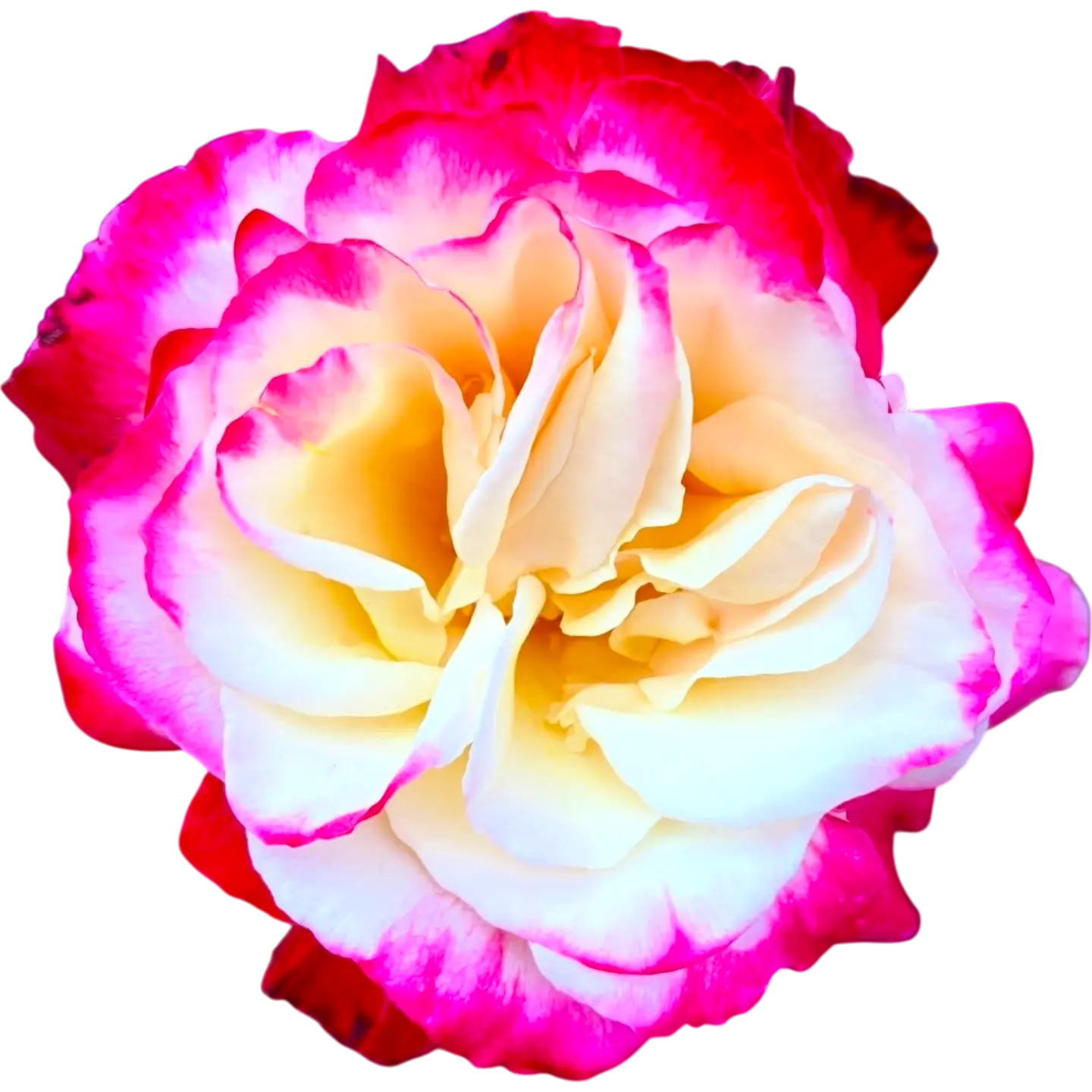 れおくんちのお花01