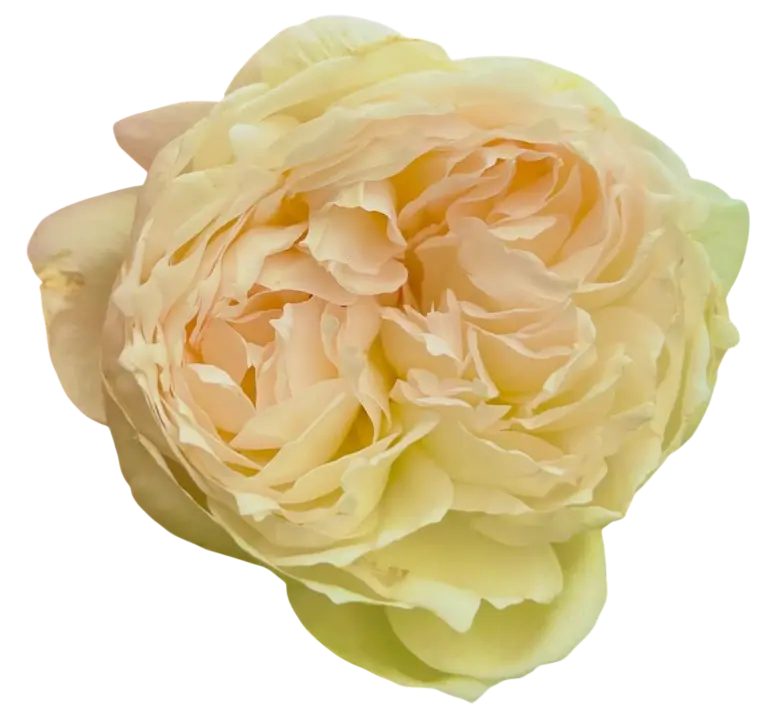 れおくんちのお花02