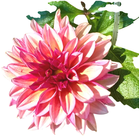 れおくんちのお花03