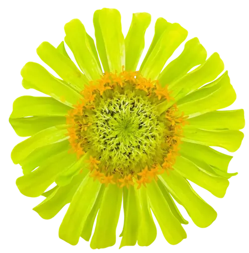 れおくんちのお花04