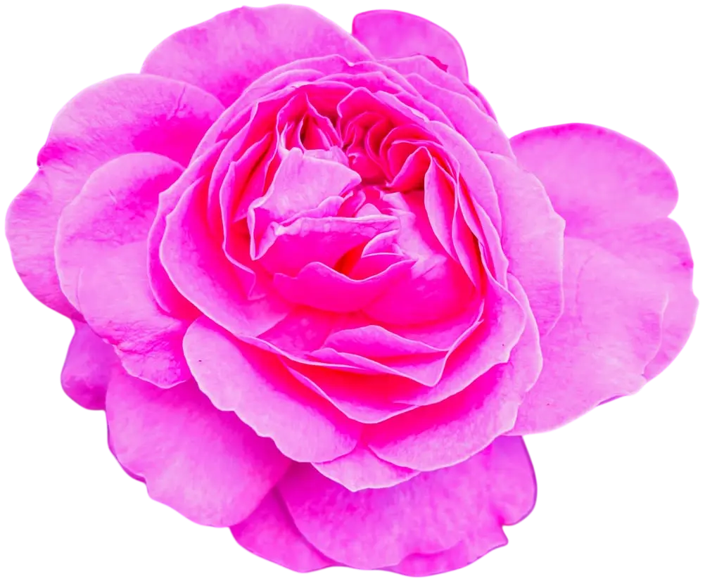 れおくんちのお花04